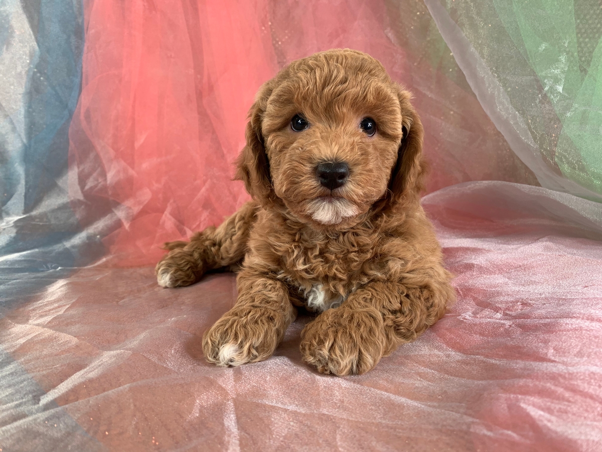 Female Apricot Bichon Poodle Puppy for Sale DOB 11-8-2021 $1200